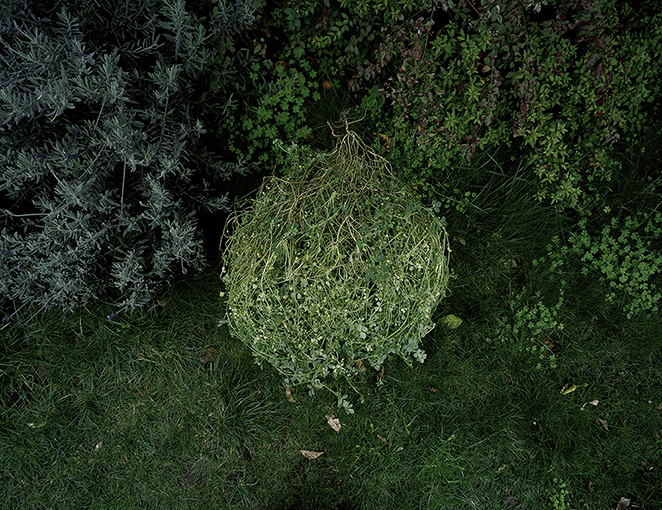 Clover Tangle, from the series Nurturing Time, Life in a Backyard Garden